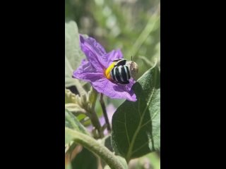 by rewildingsuburbia/female amegilla chlorocyanea/biology